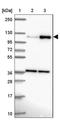 Probable phospholipid-transporting ATPase IA antibody, NBP2-30403, Novus Biologicals, Western Blot image 