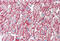 Cadherin 13 antibody, MBS240448, MyBioSource, Immunohistochemistry frozen image 