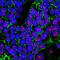 Cyclin B1 antibody, GTX34615, GeneTex, Immunocytochemistry image 