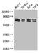 Tripartite Motif Containing 25 antibody, CSB-PA617909LA01HU, Cusabio, Western Blot image 