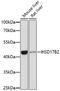 Hydroxysteroid 17-Beta Dehydrogenase 2 antibody, GTX54097, GeneTex, Western Blot image 