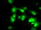Protein Phosphatase Methylesterase 1 antibody, TA500769, Origene, Immunofluorescence image 