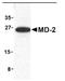 Lymphocyte antigen 96 antibody, AP05225PU-N, Origene, Western Blot image 