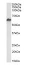 Heat Shock Protein Family D (Hsp60) Member 1 antibody, orb334054, Biorbyt, Western Blot image 