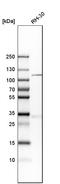 Kinesin Family Member 18A antibody, HPA039484, Atlas Antibodies, Western Blot image 