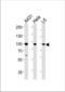 Heat shock protein HSP 90-beta antibody, TA324997, Origene, Western Blot image 