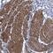 Extended Synaptotagmin 3 antibody, NBP1-94101, Novus Biologicals, Immunohistochemistry frozen image 