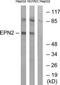 Epsin 2 antibody, TA315199, Origene, Western Blot image 