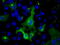 Protein Tyrosine Phosphatase Receptor Type E antibody, LS-C115045, Lifespan Biosciences, Immunofluorescence image 