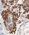 YJU2 Splicing Factor Homolog antibody, FNab01373, FineTest, Immunohistochemistry paraffin image 