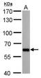 Poly(U) Binding Splicing Factor 60 antibody, NBP2-43836, Novus Biologicals, Western Blot image 