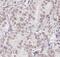 Proteasome Assembly Chaperone 2 antibody, FNab06899, FineTest, Immunohistochemistry frozen image 