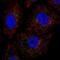 GADD45G Interacting Protein 1 antibody, NBP2-58099, Novus Biologicals, Immunocytochemistry image 