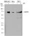 Zinc Finger CCCH-Type Containing 12A antibody, MAB7875, R&D Systems, Western Blot image 