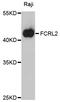 Fc Receptor Like 2 antibody, abx125841, Abbexa, Western Blot image 