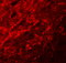 Catenin Beta Like 1 antibody, 6215, ProSci, Immunofluorescence image 