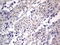 Paired Related Homeobox 1 antibody, LS-C798016, Lifespan Biosciences, Immunohistochemistry paraffin image 