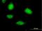 Sestrin-1 antibody, H00027244-B01P, Novus Biologicals, Immunofluorescence image 