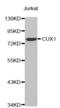Homeobox protein cut-like 1 antibody, abx001821, Abbexa, Western Blot image 