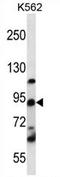 Autoantigen NOR-90 antibody, AP54449PU-N, Origene, Western Blot image 