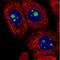 Mitochondrial RRNA Methyltransferase 2 antibody, NBP2-30894, Novus Biologicals, Immunofluorescence image 