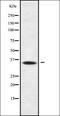 Olfactory Receptor Family 13 Subfamily J Member 1 antibody, orb336410, Biorbyt, Western Blot image 