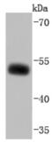 SLC9A3 Regulator 1 antibody, NBP2-66981, Novus Biologicals, Western Blot image 
