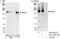 Shugoshin-like 2 antibody, A301-262A, Bethyl Labs, Immunoprecipitation image 