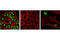 Quiescin Sulfhydryl Oxidase 1 antibody, 4900S, Cell Signaling Technology, Immunocytochemistry image 
