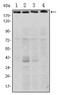 RPTOR Independent Companion Of MTOR Complex 2 antibody, AM06502SU-N, Origene, Western Blot image 