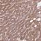 Cyclin Dependent Kinase 10 antibody, HPA007451, Atlas Antibodies, Immunohistochemistry frozen image 