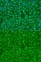 Interferon Regulatory Factor 7 antibody, GTX55682, GeneTex, Immunocytochemistry image 