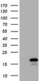 Cystatin SA antibody, TA504269S, Origene, Western Blot image 