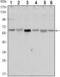 Serine/Threonine Kinase 11 antibody, GTX80401, GeneTex, Western Blot image 