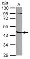 1-Acylglycerol-3-Phosphate O-Acyltransferase 5 antibody, LS-C155738, Lifespan Biosciences, Western Blot image 