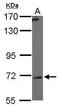 Polypeptide N-Acetylgalactosaminyltransferase 7 antibody, TA309013, Origene, Western Blot image 