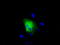 RalA Binding Protein 1 antibody, TA500953, Origene, Immunofluorescence image 