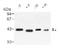 SPARC antibody, AP02133SU-N, Origene, Western Blot image 