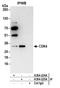 Cyclin Dependent Kinase 4 antibody, A304-225A, Bethyl Labs, Immunoprecipitation image 
