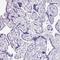 Kdap antibody, HPA047744, Atlas Antibodies, Immunohistochemistry frozen image 