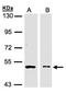 Glycerate Kinase antibody, NBP1-32317, Novus Biologicals, Western Blot image 