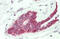 ELF3 antibody, AP33404PU-N, Origene, Immunohistochemistry frozen image 