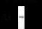 Tyrosine Hydroxylase antibody, XPS-2033, ProSci, Western Blot image 