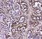 Guanine Deaminase antibody, PA5-79304, Invitrogen Antibodies, Immunohistochemistry paraffin image 