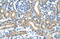 Hypoxia-inducible factor 3-alpha antibody, ARP39936_T100, Aviva Systems Biology, Immunohistochemistry frozen image 
