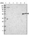 PSTPIP1 antibody, NBP1-85764, Novus Biologicals, Western Blot image 