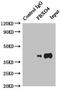 F-Box Protein 4 antibody, LS-C675747, Lifespan Biosciences, Immunoprecipitation image 