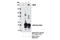 Bromodomain-containing protein 4 antibody, 13440S, Cell Signaling Technology, Immunoprecipitation image 