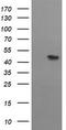 Methionyl-tRNA formyltransferase, mitochondrial antibody, TA503571, Origene, Western Blot image 