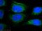 Myocyte Enhancer Factor 2C antibody, 10056-1-AP, Proteintech Group, Immunofluorescence image 